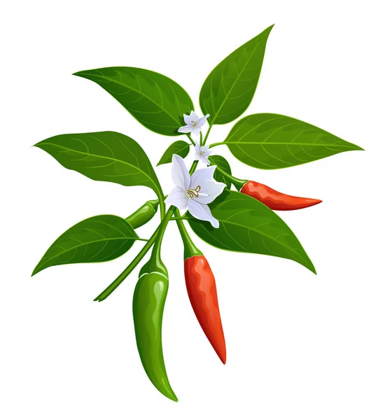 Thai Paprika Piros Zöld Friss Levelek Chili Virág Realisztikus Design — Stock Vector