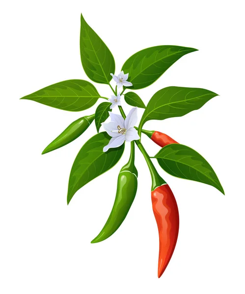 Chiles Rojos Verdes Frescos Con Hojas Diseño Realista Chile Flor — Archivo Imágenes Vectoriales