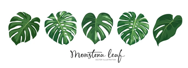 Monstera Green Leaf Tropical Collections Realistic Design Isolated White Background — 图库矢量图片