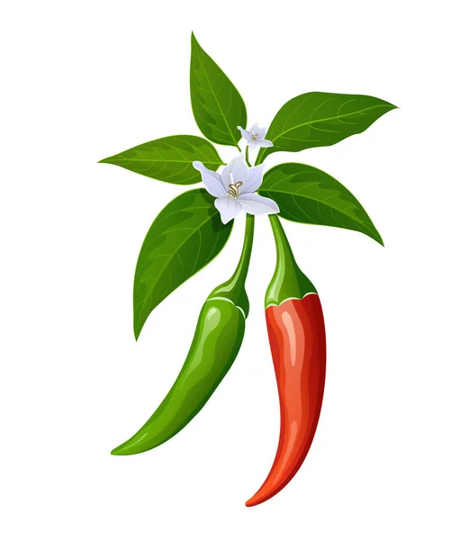 Rød Grønn Paprika Med Blad Blomstermønster Isolert Hvit Bakgrunn Eps – stockvektor