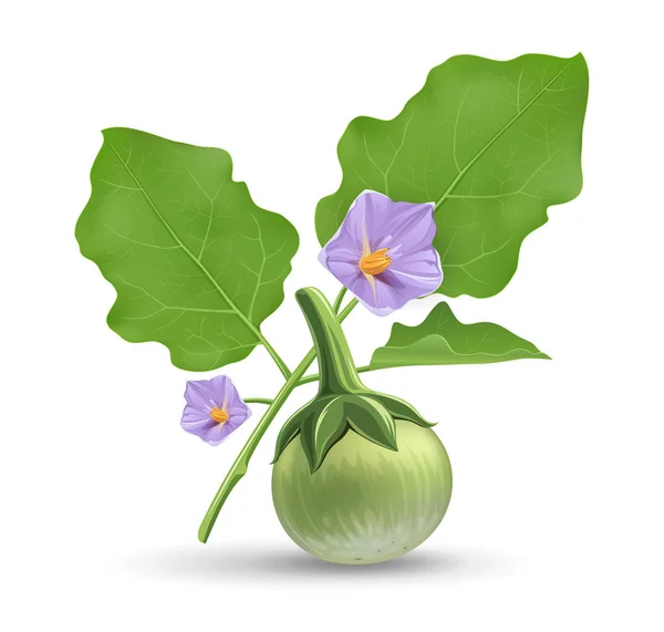 Thai Eggplant Green Leave Purple Flower Realistic Design Isolated White — Stock Vector