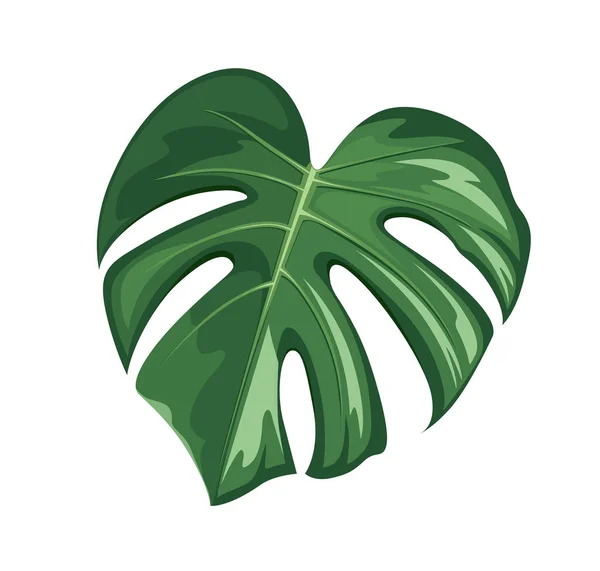 Monstera Leaf Realistic Design Isolated White Background Vector Eps Illustration — 图库矢量图片