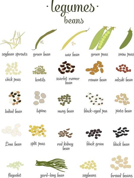 Vector set of Legumes and beans in flat style isolated on white — Stock Vector