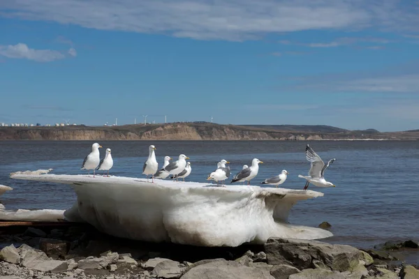 Möwen Auf Dem Eisblock Ufer Der Beringsee — Stockfoto