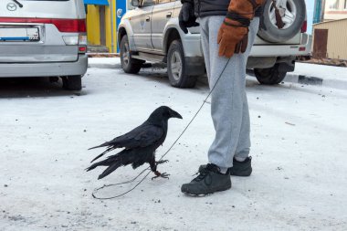 Adam kuzgunuyla yürüyor.