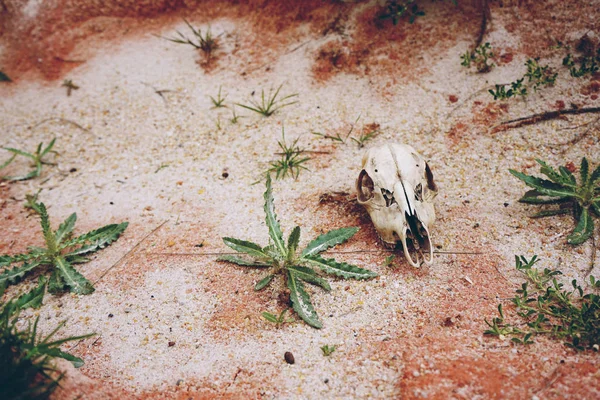 Fénykép Ból Állat Koponyája Szárított Sivatagi Környezetben — Stock Fotó