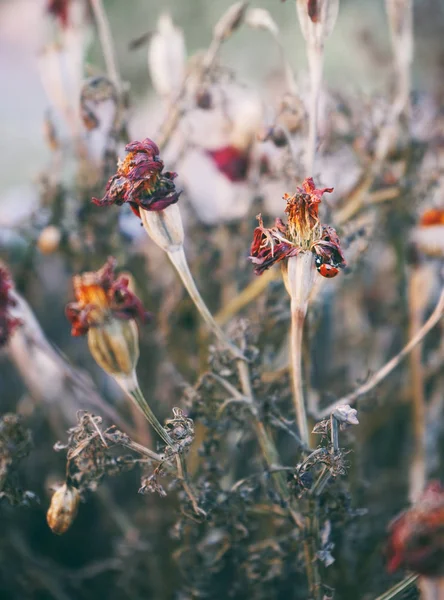 Nahaufnahme Von Trockenblumen Auf Herbst Feld Bei Sonnenuntergang — Stockfoto