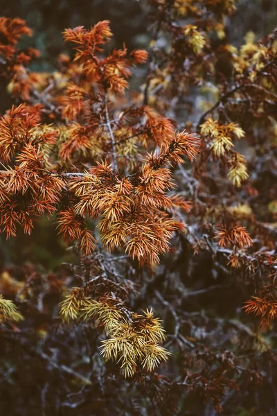 Nahaufnahme Der Trockenen Äste Herbst Park — Stockfoto