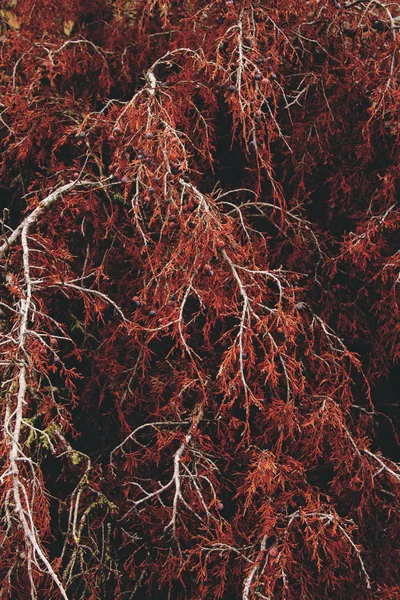 秋季公园干树枝的关闭 — 图库照片