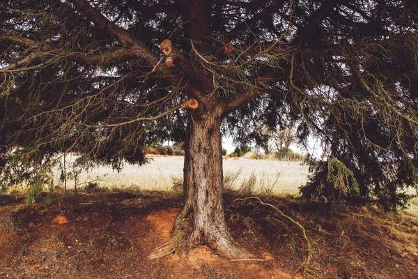 Осіннє Дерево Парку Полем Фоні — стокове фото