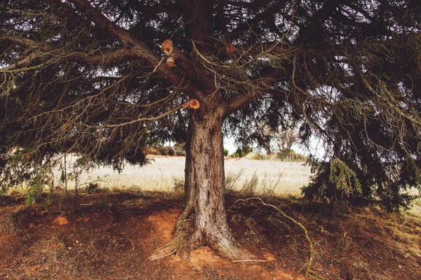 Herbst Baum Park Mit Feld Auf Hintergrund — Stockfoto