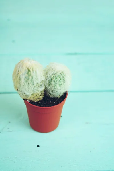 Petit Cactus Fourrure Dessus Une Table Bois Bleue — Photo