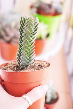 Potyeşil Crassula Buddha'nın tapınağı tutan kadın elin yakın görünümü   