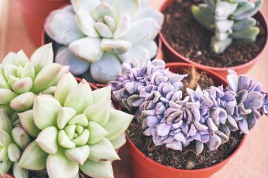 Tencerelerde yeşil sulu bitkilerin yakın görünümü   