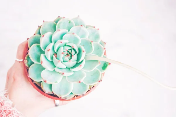 Vue Étroite Main Femelle Retenant Echeveria Vert Pastel Dans Pot — Photo