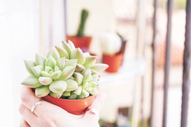 Close view of female hand holding Echeveria Van Keppel in brown pot clipart