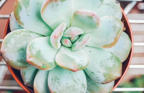 Close view of exotic succulent fat plant