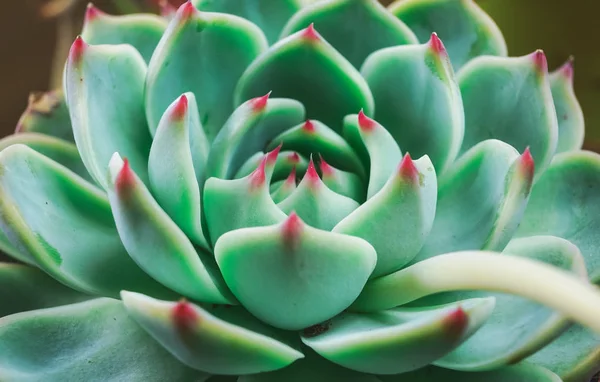 Close view of exotic succulent fat plant