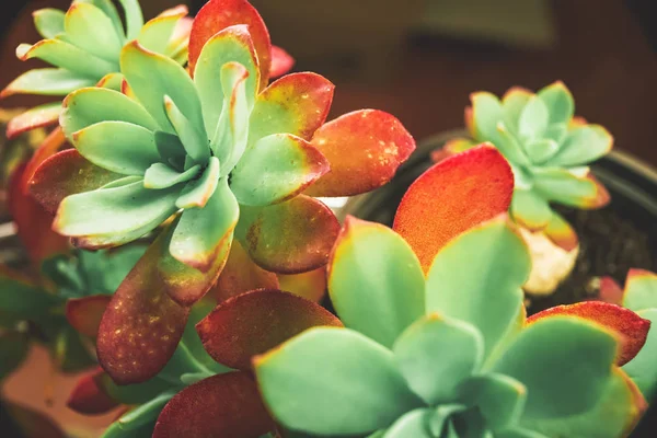 Vue Étroite Des Usines Succulentes Exotiques Graisse Sur Des Pots — Photo