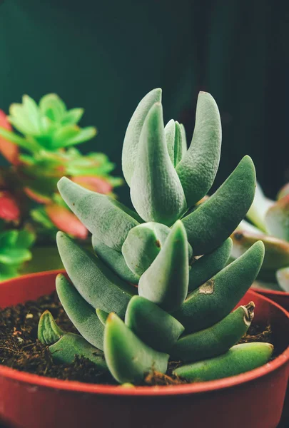 Vue Étroite Des Usines Succulentes Exotiques Graisse Sur Des Pots — Photo