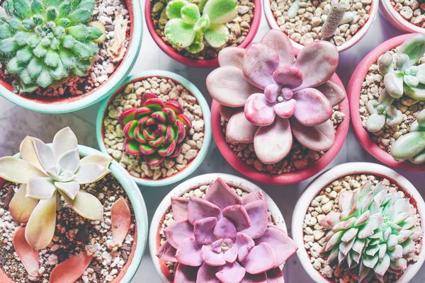 Vue Étroite Des Usines Succulentes Vertes Dans Des Pots — Photo