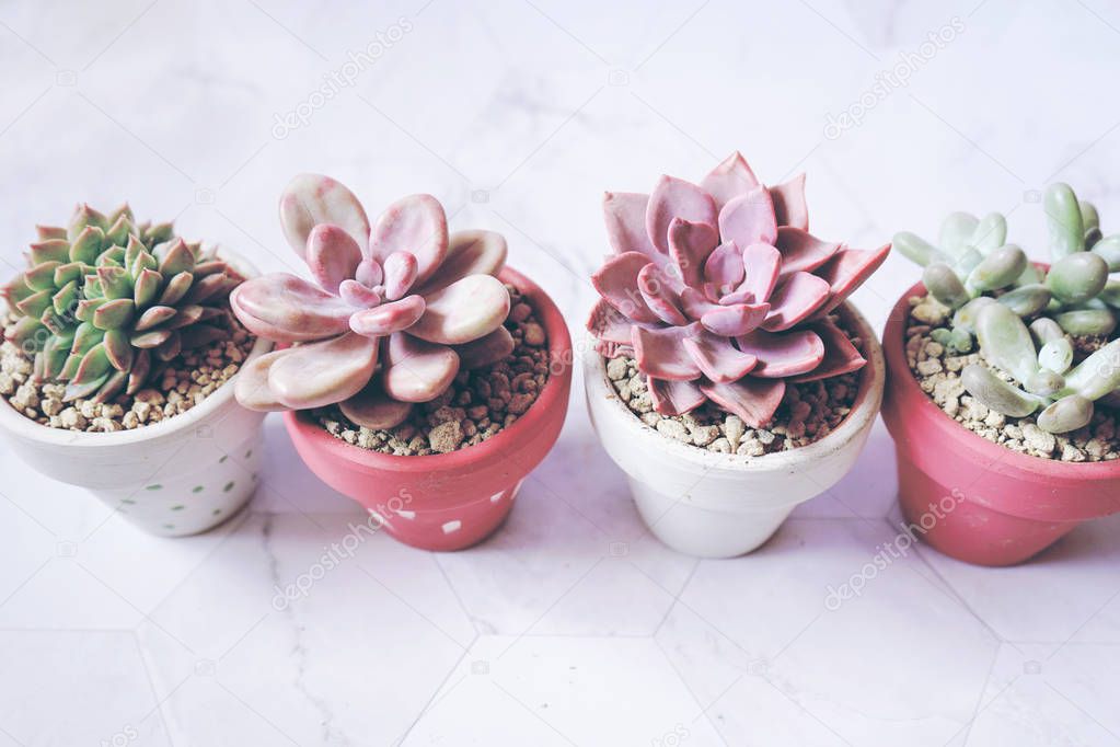 Close view of green succulent plants in pots   