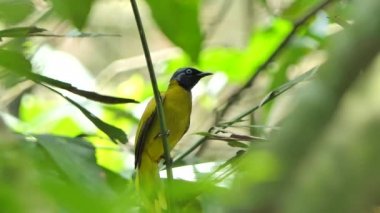 İsli başlı bülbül kuşu (Pycnonotus aurigaster) dalı tropikal yağmur ormanlarında.
