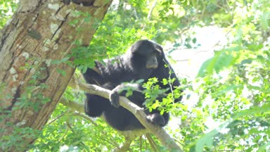 Siamang Gibbon topikal yağmur ormanlarında ağaç üzerinde.