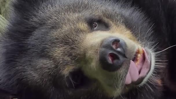 Giovane Asiatico Nero Orso Dormire Attualità Pioggia Foresta — Video Stock
