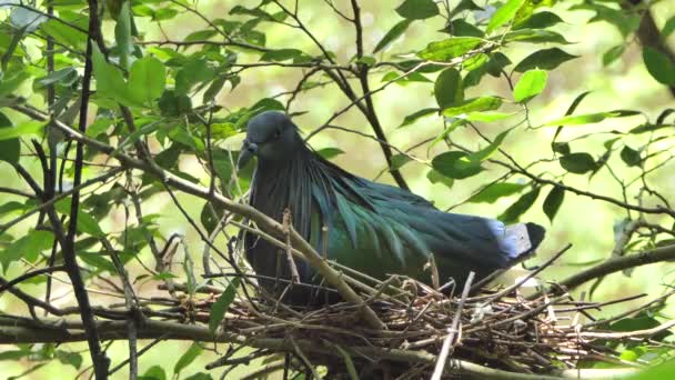 Nicobar Pigeon Caloenas Nicobarica Hatching Nest Branch Tropical Rain Forest — Stock Video