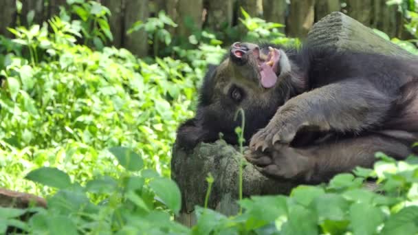 局所の熱帯雨林で寝ている若いツキノワグマ — ストック動画