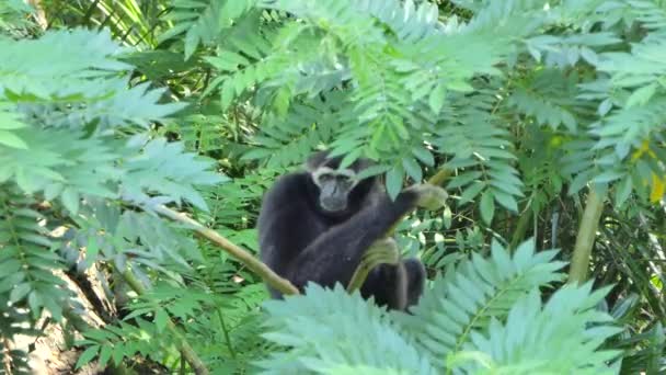 ボウシテナガザル Hylobates Pileatus 局所の熱帯雨林の木に — ストック動画