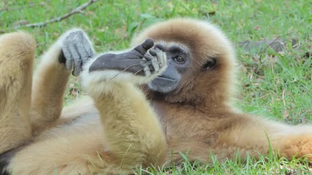 Hended 长臂猿 长臂猿 休息在草皮的局部雨林 — 图库视频影像
