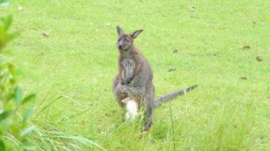 Beyaz Bennett'ın kanguru (Macropus rufogriseus) bir anne kanguru karın çanta içinde bebeğim..