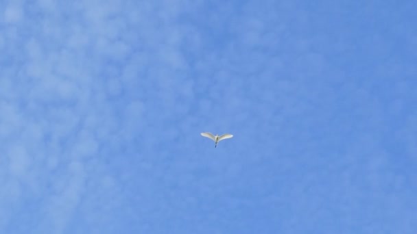 Sığır Balıkçıl Kuş Mavi Gökyüzüne Yaz Aylarında Uçuyordu — Stok video