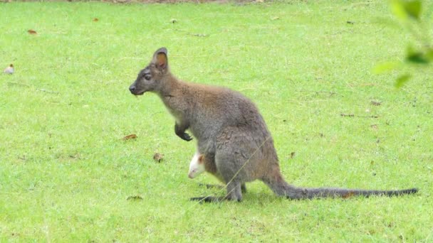 Vit Bennetts Wallaby Baby Macropus Rufogriseus Buken Påse Mor Vallaby — Stockvideo