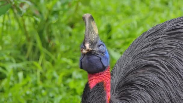 Птица Кассовари Самая Крупная Птица Родом Папуа Новой Гвинеи Индонезии — стоковое видео
