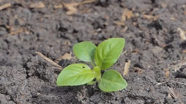 Main Agriculteur Arrosant Une Plante Pour Agriculture Dans Atmosphère Naturelle — Video