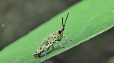 Tropikal yağmur ormanlarında yaprak yeşil çekirge yakın çekim.