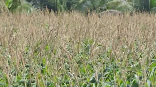 Цветок Кукурузы Ветру Кукурузном Поле Следующему Урожаю Выстрел — стоковое видео