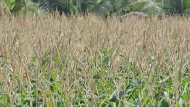 Flor Milho Vento Campo Milho Para Próxima Colheita Tiro — Vídeo de Stock