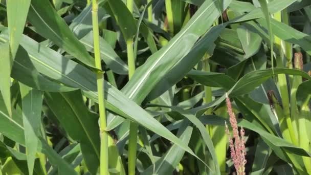 Кукурузное Поле Дает Урожай Следующего Урожая Панорамный Выстрел — стоковое видео