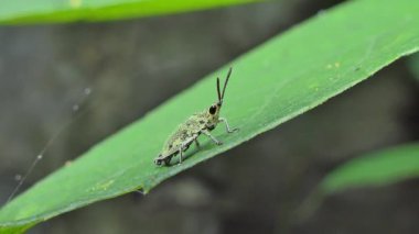 Yeşil çekirge, Dolly vuruşta tropikal yağmur ormanlarında yaprak.