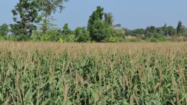 Campo Maíz Está Cediendo Para Próxima Cosecha Dolly Tiro — Vídeos de Stock