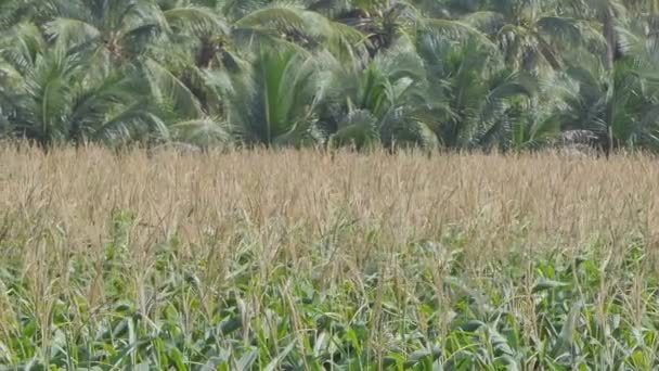 O campo de milho vai ceder para a próxima colheita. . — Vídeo de Stock