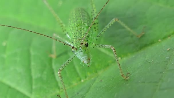 Primo Piano Della Cavalletta Cornuto Lungo Sulla Foglia Nella Foresta — Video Stock