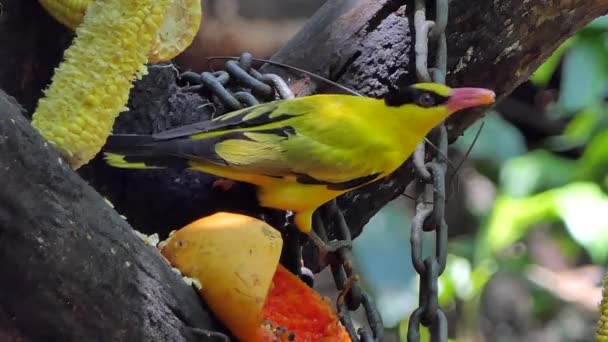 Black Naped Oriole Bird Oriolus Chinensis Eating Papaya Public Park — Stock Video