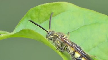 Yaprak tropikal yağmur ormanlarında, Hayvan arka planlar üzerinde arı. 