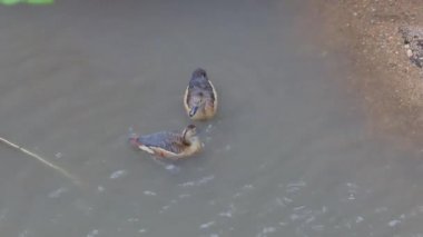 Ördek Creek tropikal yağmur ormanlarında ıslahı yapıldı..