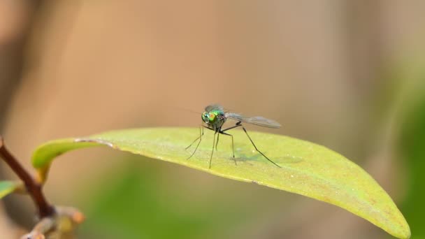 Mouches Longues Pattes Sur Les Feuilles Dans Forêt Tropicale Humide — Video